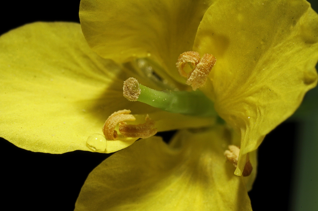 Stempel einer Rapsblüte.JPG - Stempel einer Rapsblüte